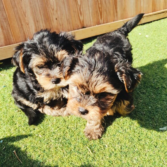 Yorkshire Terrier - Both