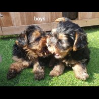 Yorkshire Terrier - Both