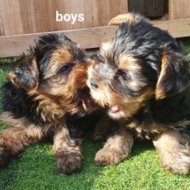 Yorkshire Terrier - Both