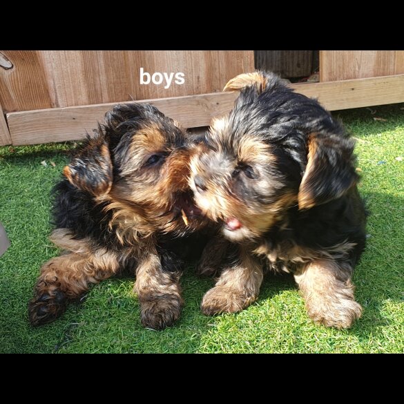 Yorkshire Terrier - Both