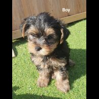 Yorkshire Terrier - Both