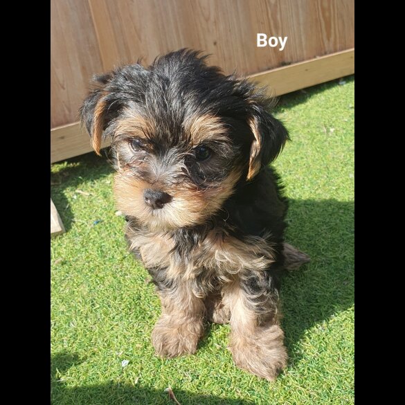 Yorkshire Terrier - Both