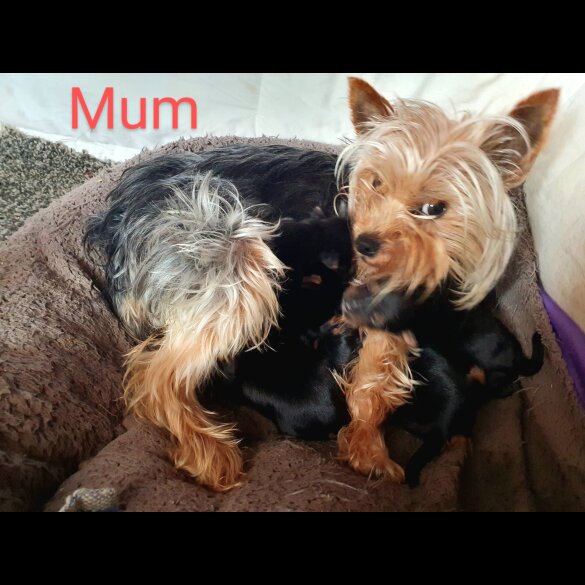 Yorkshire Terrier - Both