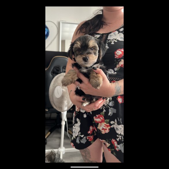 Yorkshire Terrier - Both