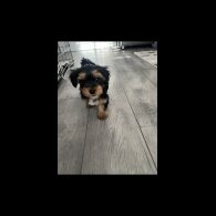 Yorkshire Terrier - Both