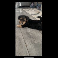 Yorkshire Terrier - Both