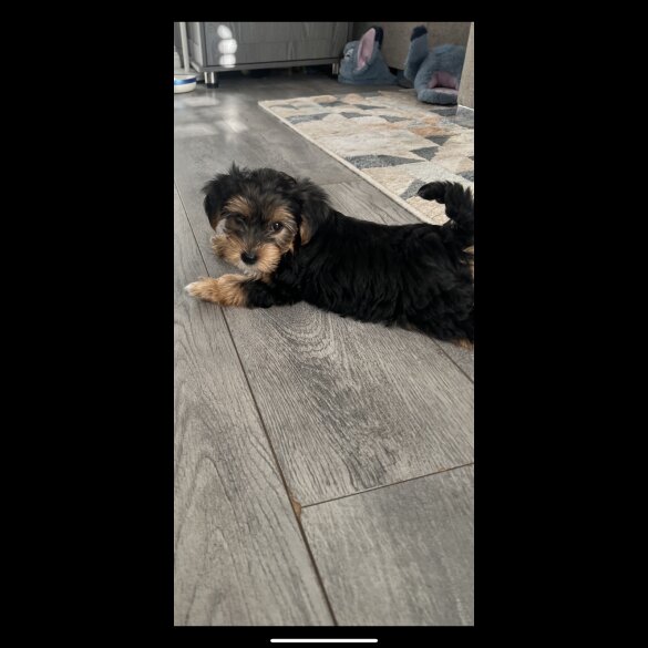 Yorkshire Terrier - Both