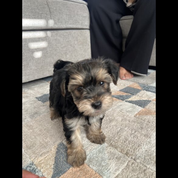 Yorkshire Terrier - Both