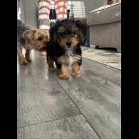 Yorkshire Terrier - Both