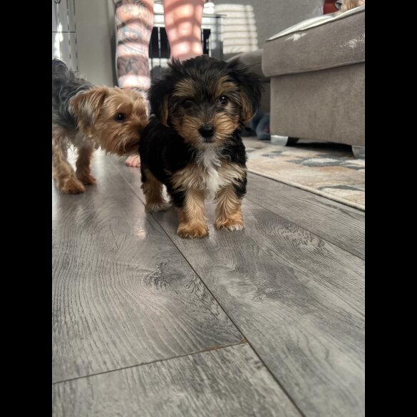 Yorkshire Terrier - Both