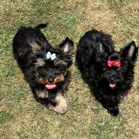 Yorkshire Terrier - Both