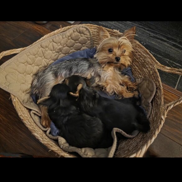 Yorkshire Terrier - Dogs