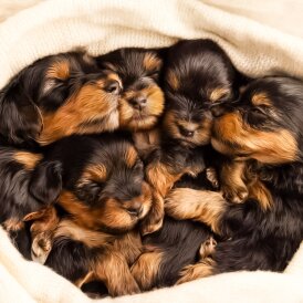 Yorkshire Terrier - Both