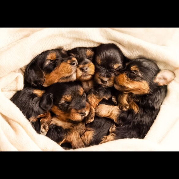Yorkshire Terrier - Both