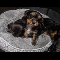 Yorkshire Terrier - Both