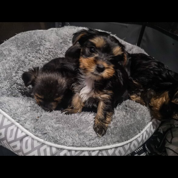 Yorkshire Terrier - Both