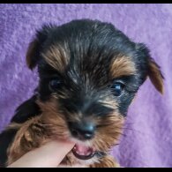 Yorkshire Terrier - Both