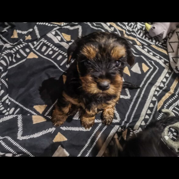 Yorkshire Terrier - Both