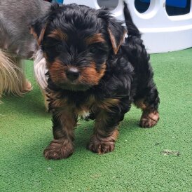 Biewer Terrier - Dogs