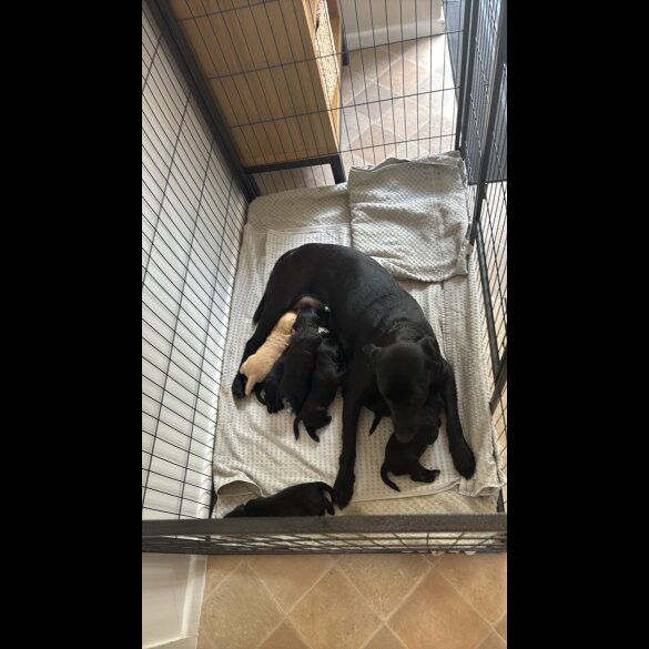 Labradoodle - Both