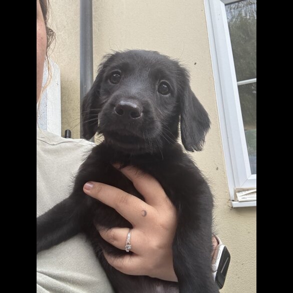 Labradoodle - Both
