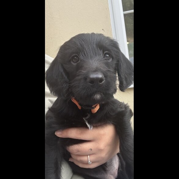 Labradoodle - Both