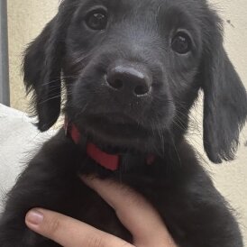 Labradoodle - Both