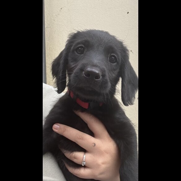 Labradoodle - Both