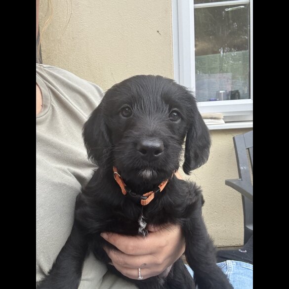 Labradoodle - Both