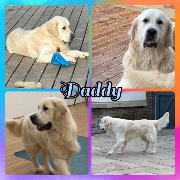 Golden Retriever - Both