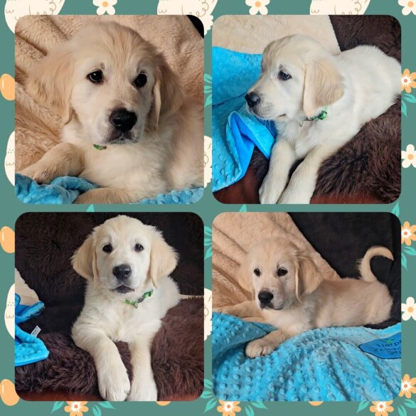 Golden Retriever - Both