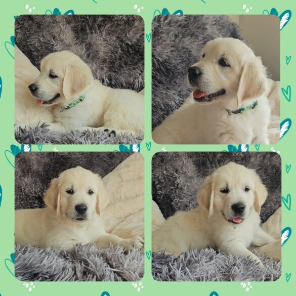 Golden Retriever - Both
