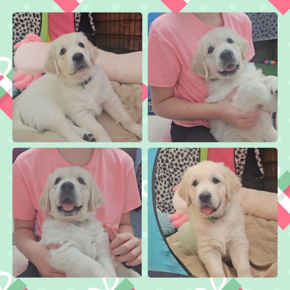 Golden Retriever - Both
