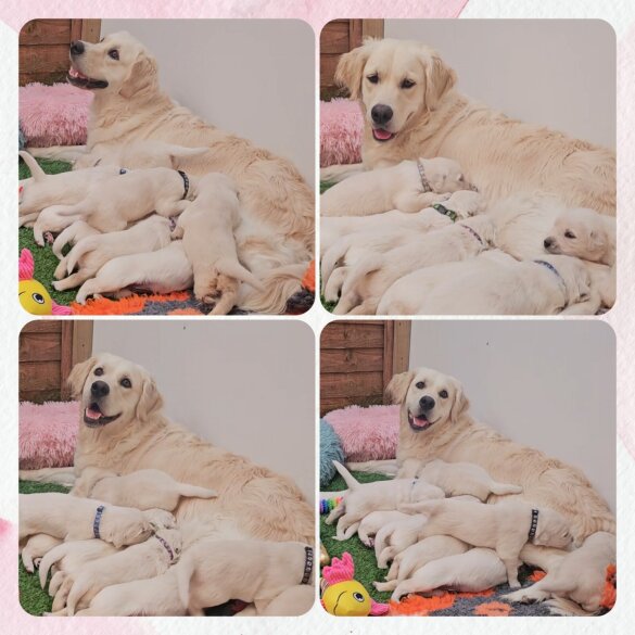 Golden Retriever - Both