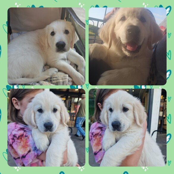 Golden Retriever - Both