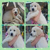 Golden Retriever - Both