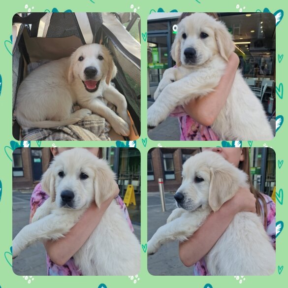 Golden Retriever - Both