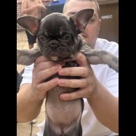 French Bulldog - Both