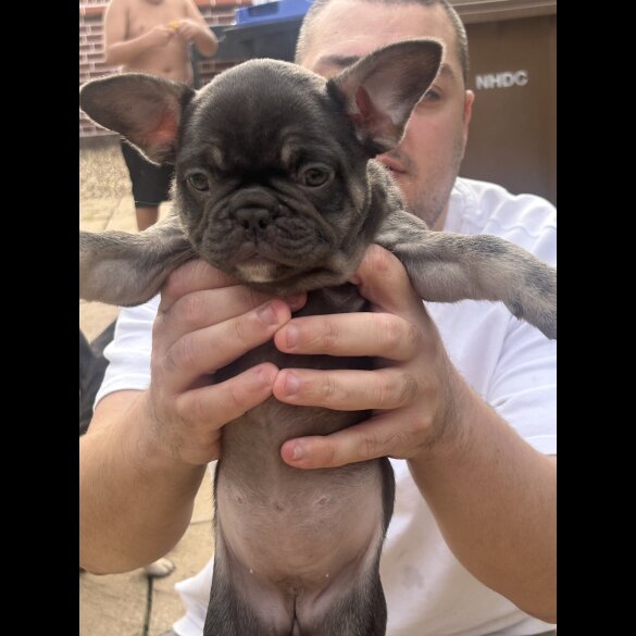 French Bulldog - Both