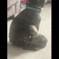 French Bulldog - Both