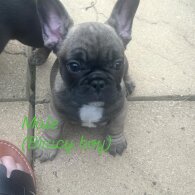 French Bulldog - Both