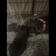 French Bulldog - Both