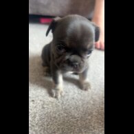 French Bulldog - Both