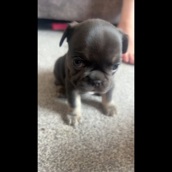 French Bulldog - Both