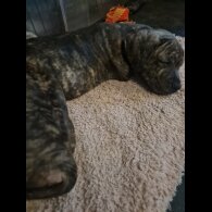 Staffordshire Bull Terrier - Dogs