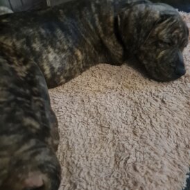 Staffordshire Bull Terrier - Dogs