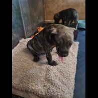 Staffordshire Bull Terrier - Dogs