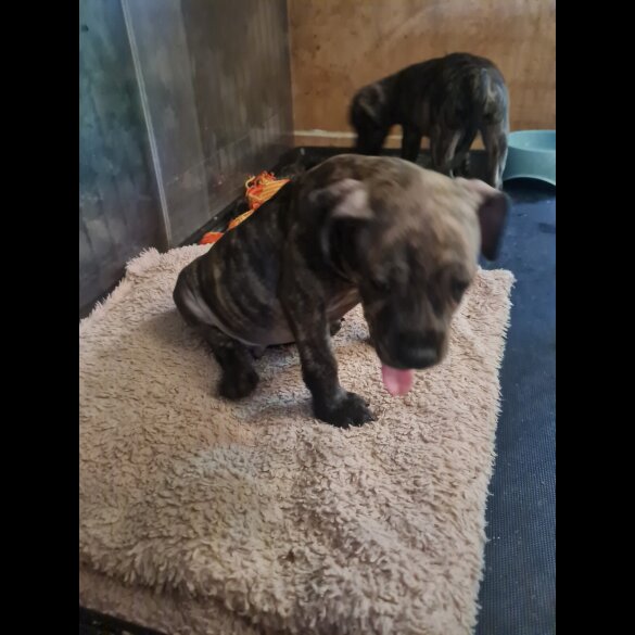 Staffordshire Bull Terrier - Dogs