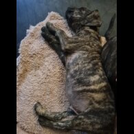 Staffordshire Bull Terrier - Dogs