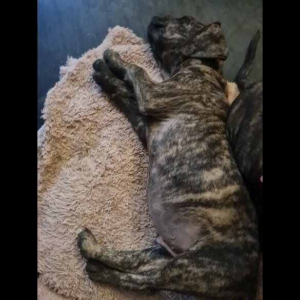 Staffordshire Bull Terrier - Dogs